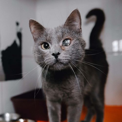 Изображение целевого сбора