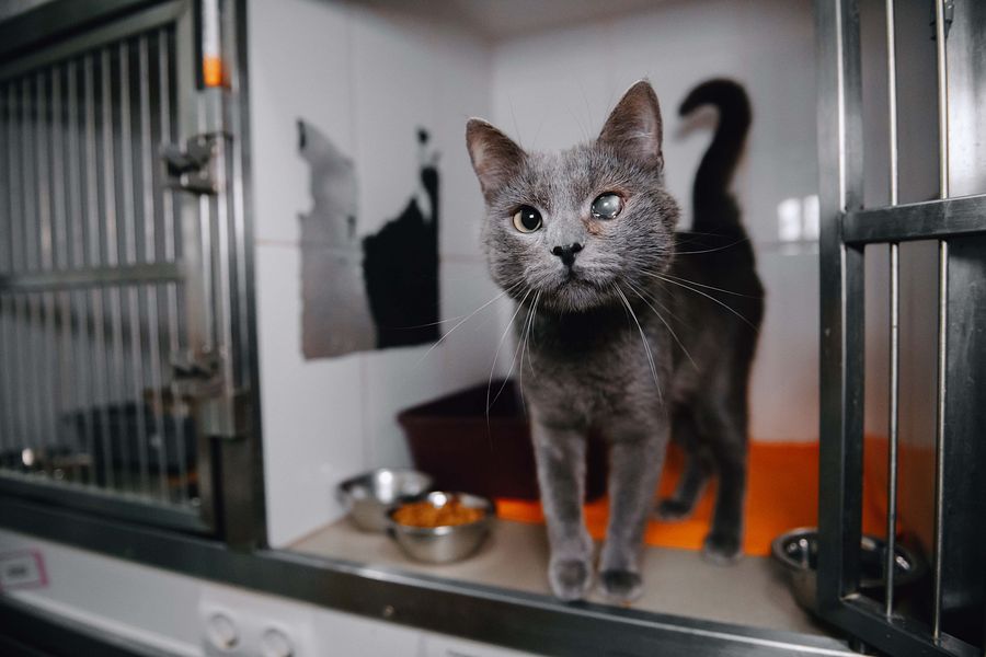 Изображение целевого сбора