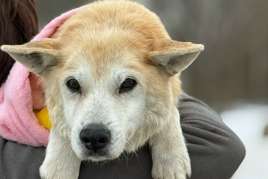 Изображение целевого сбора