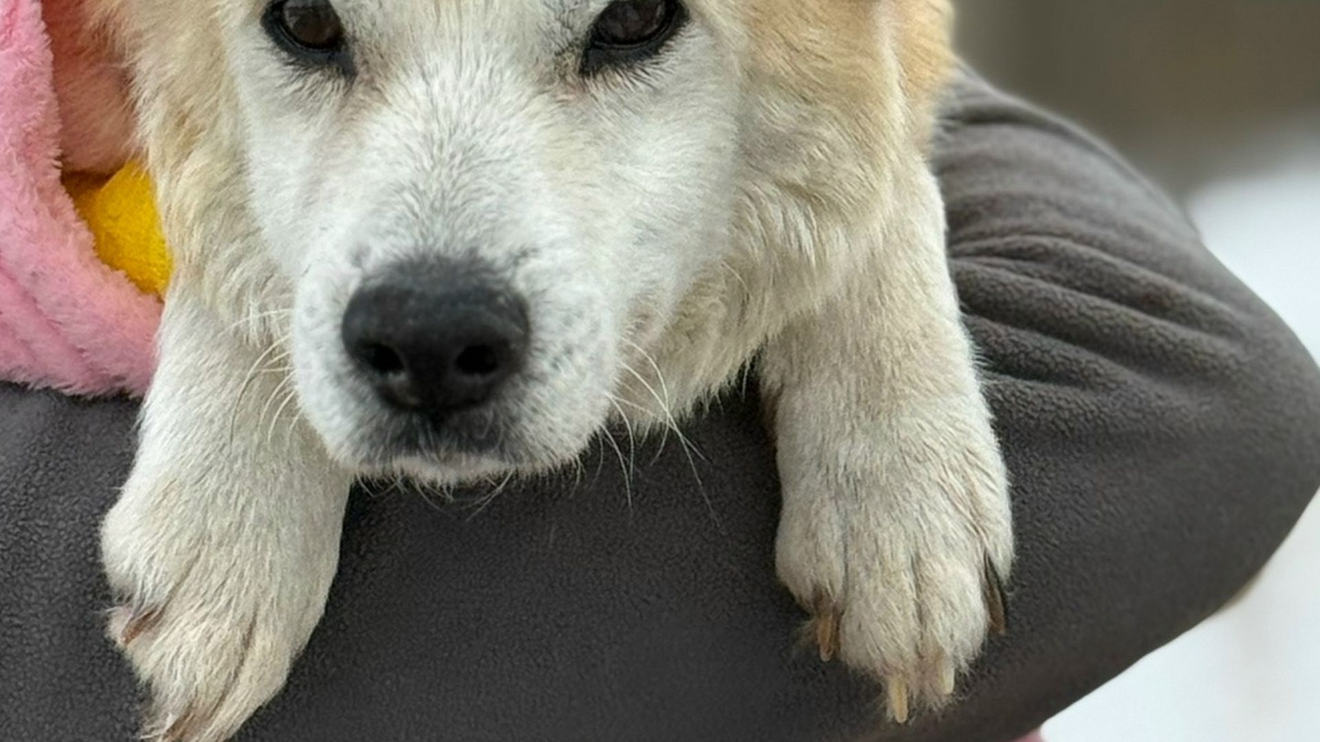 Изображение целевого сбора