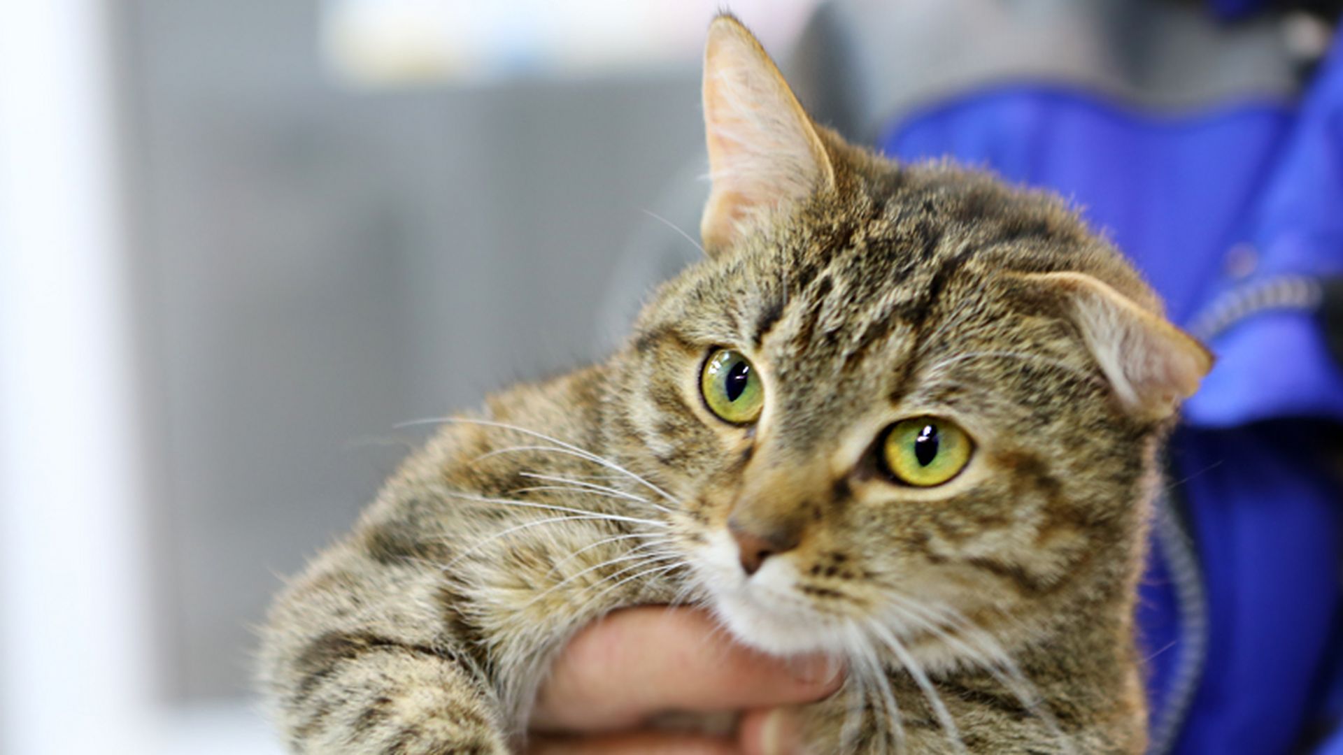 Изображение целевого сбора