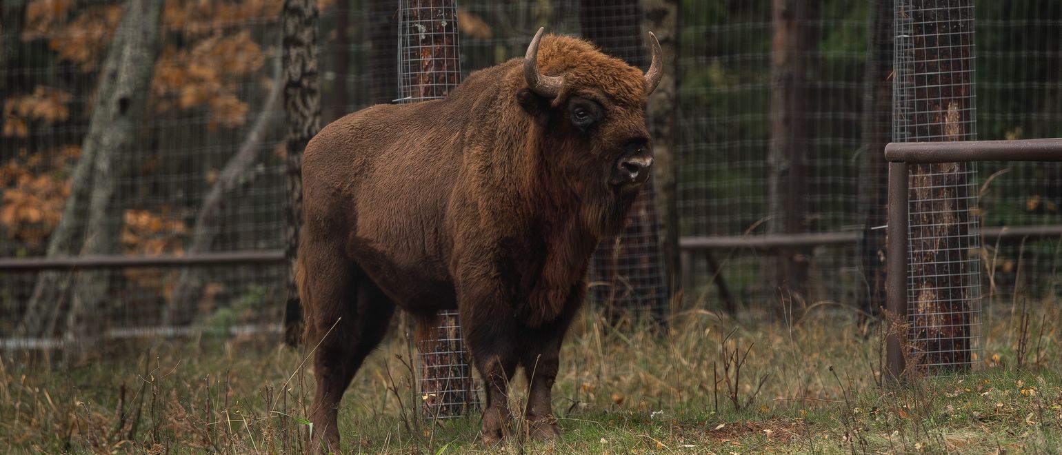 RWB и GRASS запустили проект по возвращению зубров в дикую природу