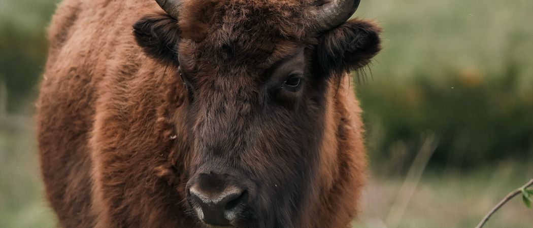 RWB и GRASS продолжают восстанавливать популяцию зубров в России