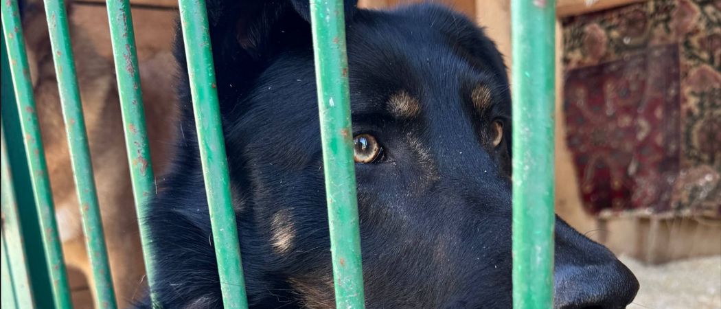 Волонтёры от RWB посетили приюты «Бирюлёво» и «Дубовая роща» вместе с фондом «Рэй»